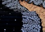 Half Silk Block Print Sharee