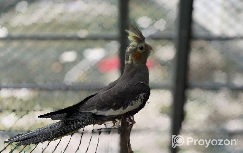 রানিং কোকাটেল পাখি