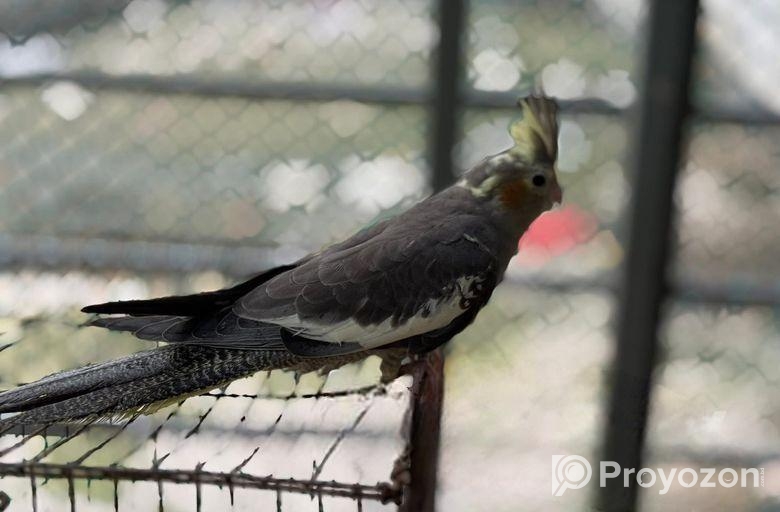 রানিং কোকাটেল পাখি