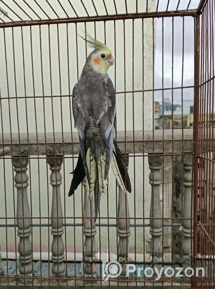 রানিং কোকাটেল পাখি