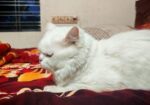 Odi Persian Cat