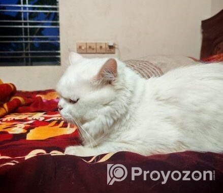 Odi Persian Cat