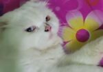 Odi Persian Cat