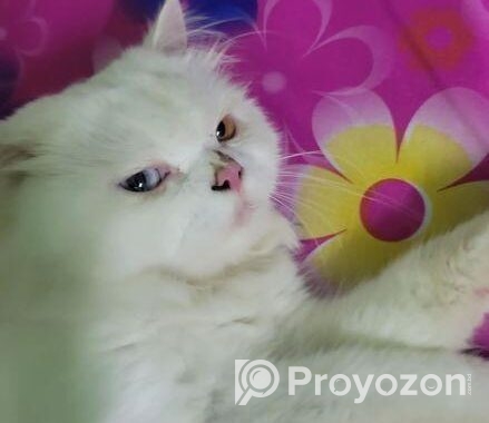 Odi Persian Cat
