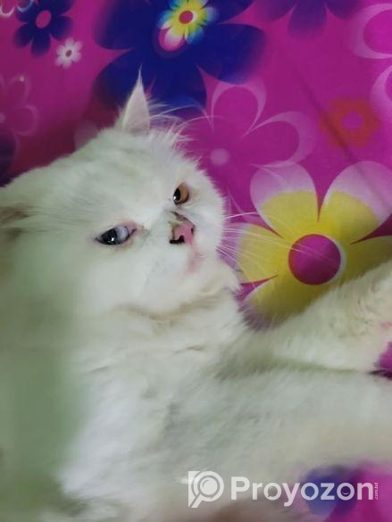 Odi Persian Cat