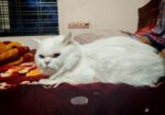 Odi Persian Cat