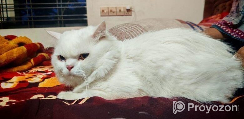 Odi Persian Cat