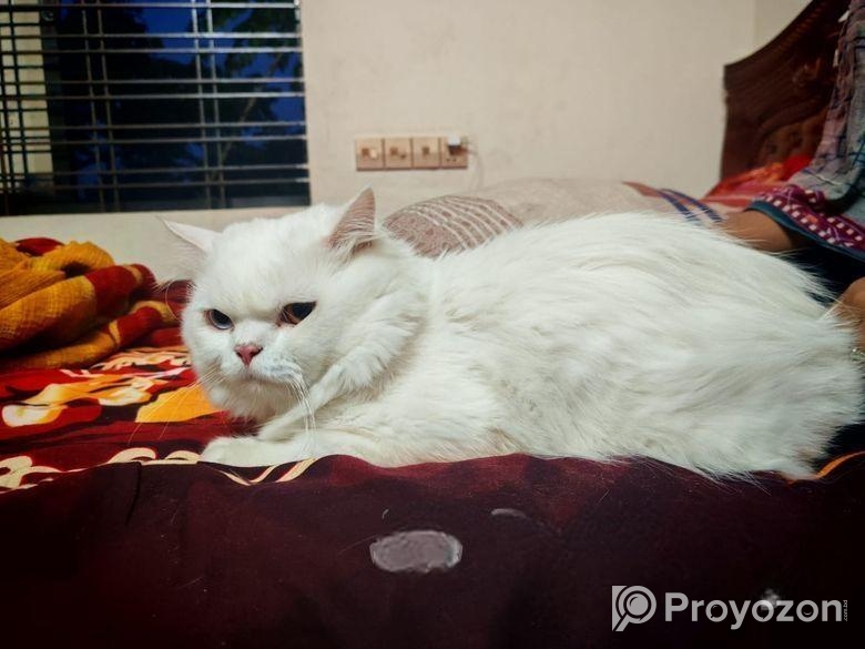 Odi Persian Cat