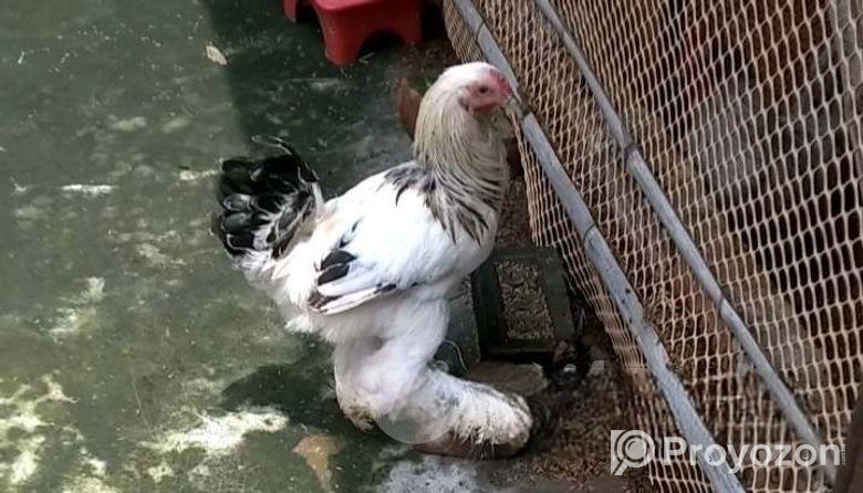 কয় পিস রানিং ব্রাহমা বিক্রি হবে