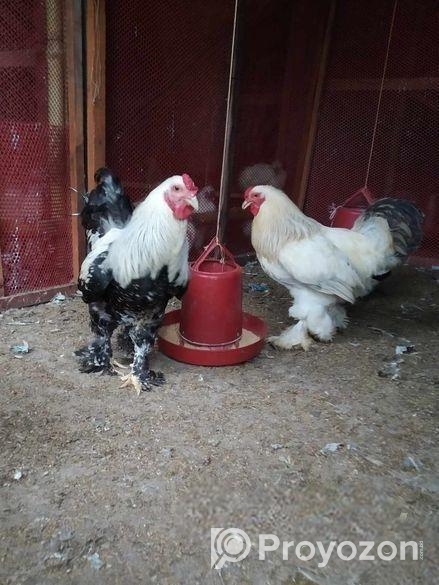 কয় পিস রানিং ব্রাহমা বিক্রি হবে