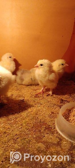 ব্রাহামা মুরগী