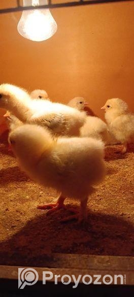 ব্রাহামা মুরগী