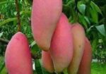 কিনুনু আপনার পছন্দের আমের চারা