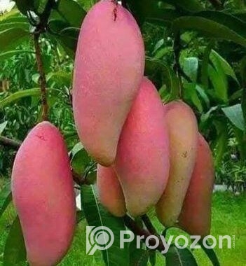 কিনুনু আপনার পছন্দের আমের চারা