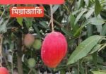 কিনুনু আপনার পছন্দের আমের চারা
