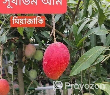 কিনুনু আপনার পছন্দের আমের চারা