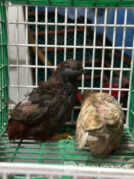 কিং কোয়েল পাখি বিক্রি হবে