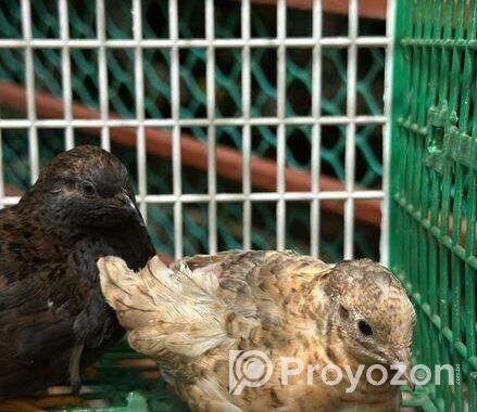 কিং কোয়েল পাখি বিক্রি হবে