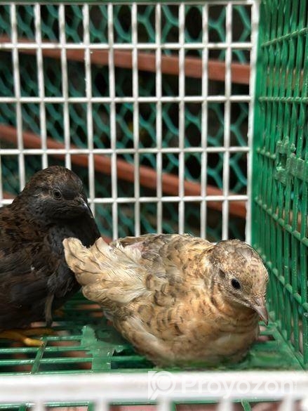 কিং কোয়েল পাখি বিক্রি হবে