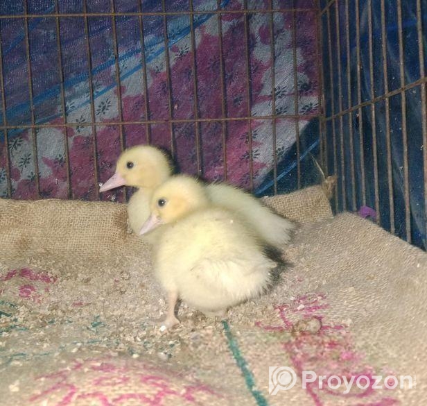 সাদা চিনা হাঁসের বাচ্চা