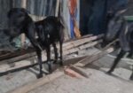 ৩ টা ছাগল বিক্রি হবে