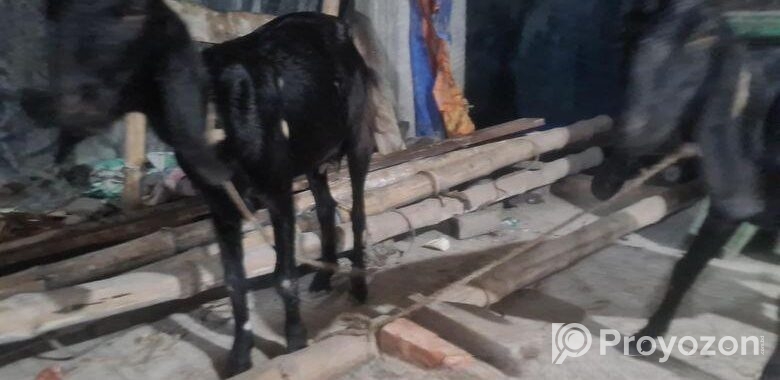 ৩ টা ছাগল বিক্রি হবে
