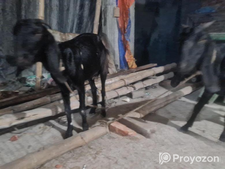 ৩ টা ছাগল বিক্রি হবে