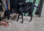 ৩ টা ছাগল বিক্রি হবে