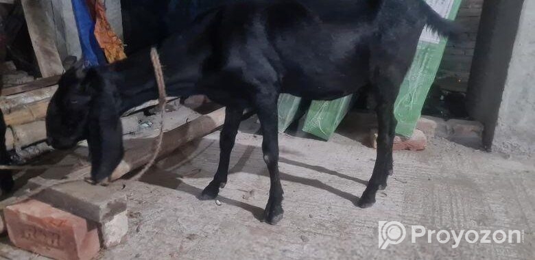 ৩ টা ছাগল বিক্রি হবে