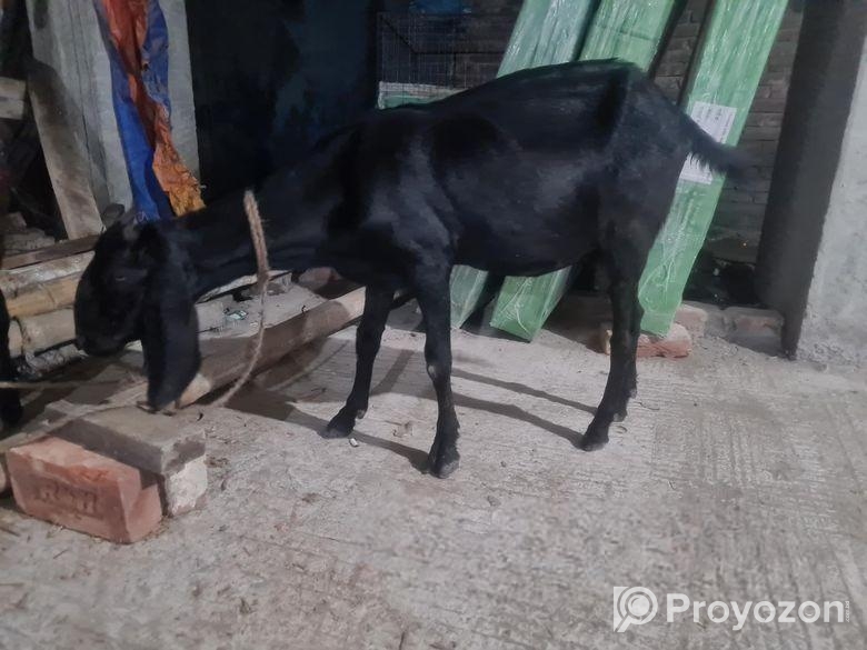 ৩ টা ছাগল বিক্রি হবে