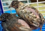 King Quail ‍Sell Post
