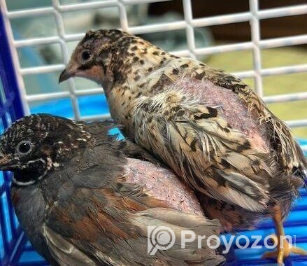 King Quail ‍Sell Post