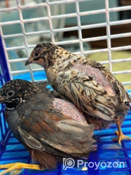 King Quail ‍Sell Post