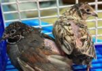 King Quail ‍Sell Post