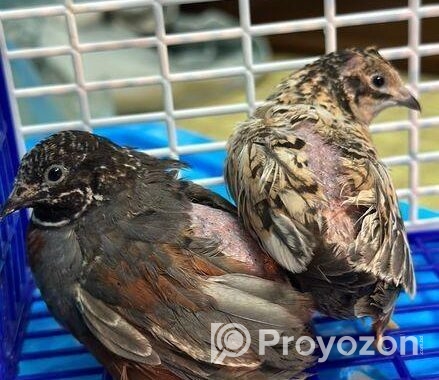 King Quail ‍Sell Post
