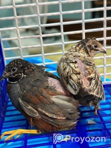 King Quail ‍Sell Post