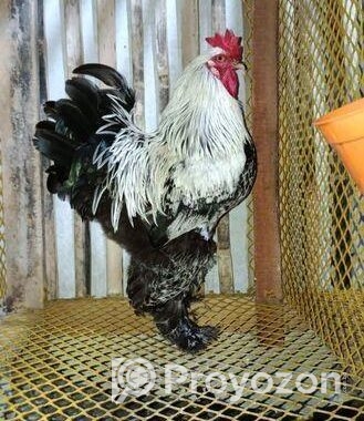 Amrican brahma male