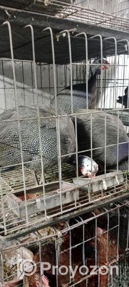 তিথি মুরগি