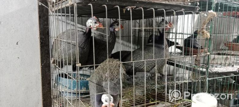 তিথি মুরগি