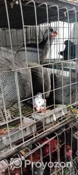 তিথি মুরগি