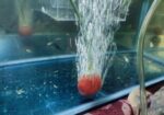 Aquarium Air stone