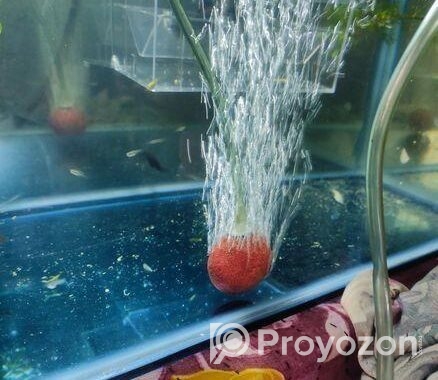 Aquarium Air stone