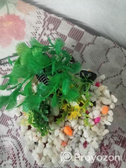 একুরিয়াম গোল শোপিস সুন্দর লাগে ফিল্টার সহ