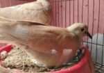 australian ghugu ‍Sell hobe