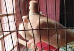 australian ghugu ‍Sell hobe