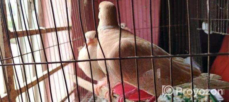 australian ghugu ‍Sell hobe