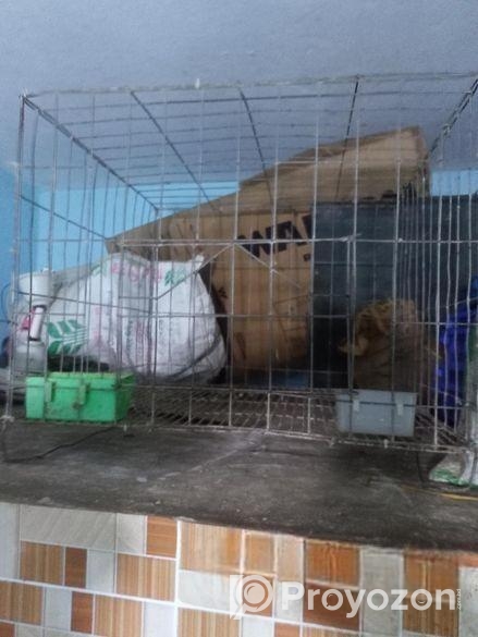 মোটা জি আই তারের খাচা