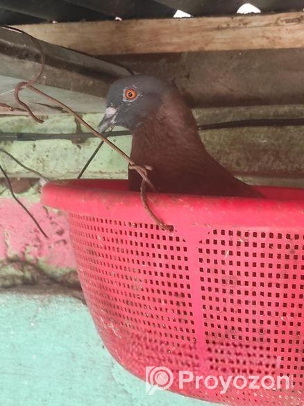 পোষ মানা ৩টা কবুতর বিক্রি হবে