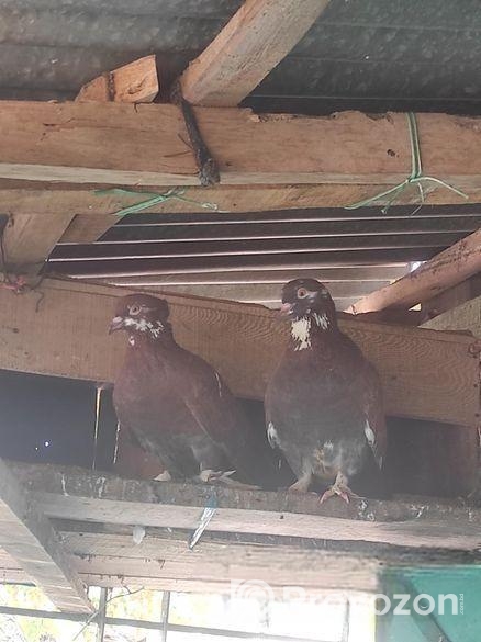 পোষ মানা ৩টা কবুতর বিক্রি হবে