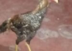 সরালি মুরগা